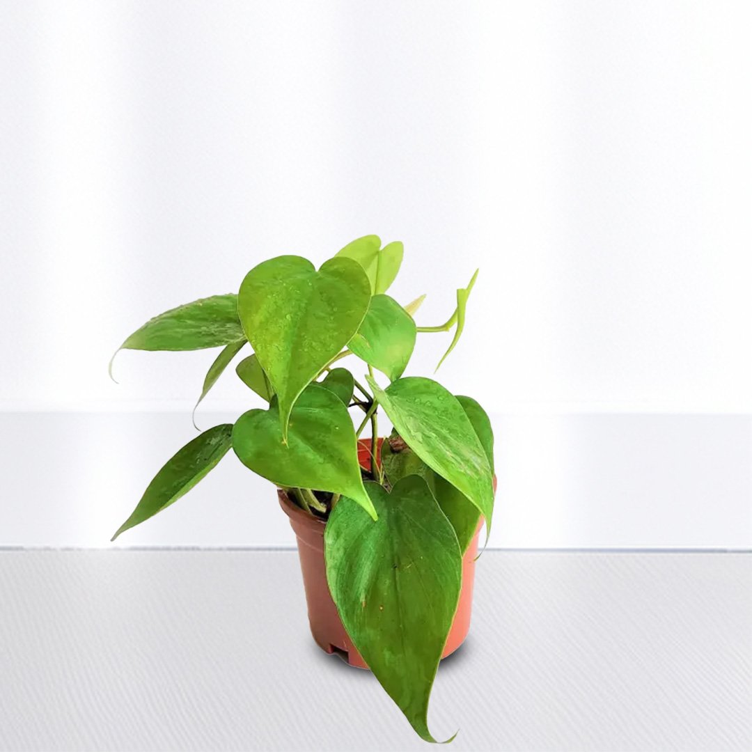 Philodendron Oxycardium Green